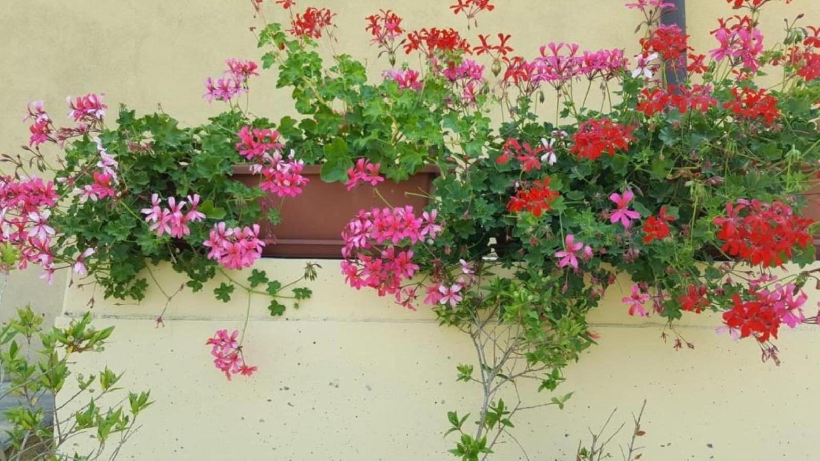 La Smeralda - Boutique Rooms And Breakfast Golfo Aranci Εξωτερικό φωτογραφία